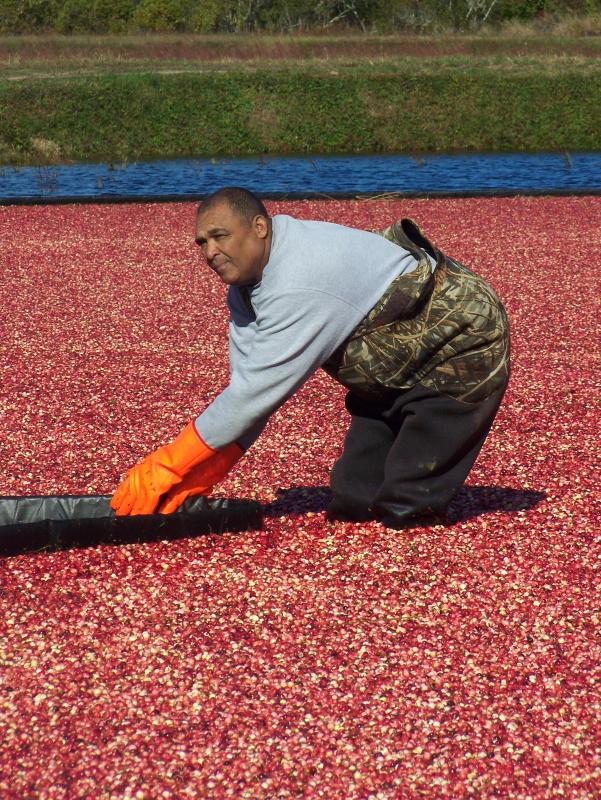 A crew member wades through the bog; a bog worker tightens the floating boom that draws berries from the bog to a pump. BY MATTHEW BERNAT